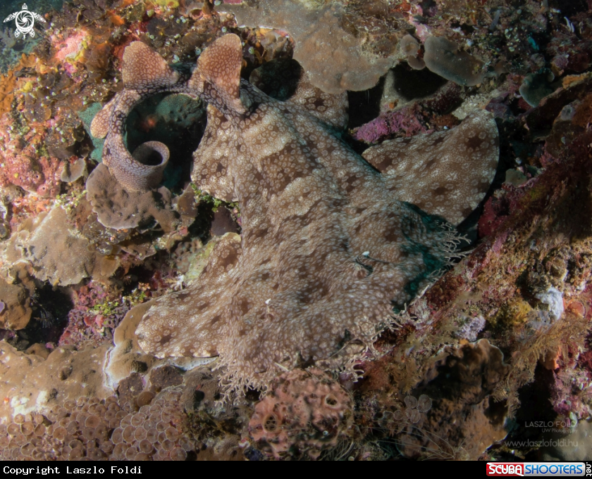 A Wobbegong shark