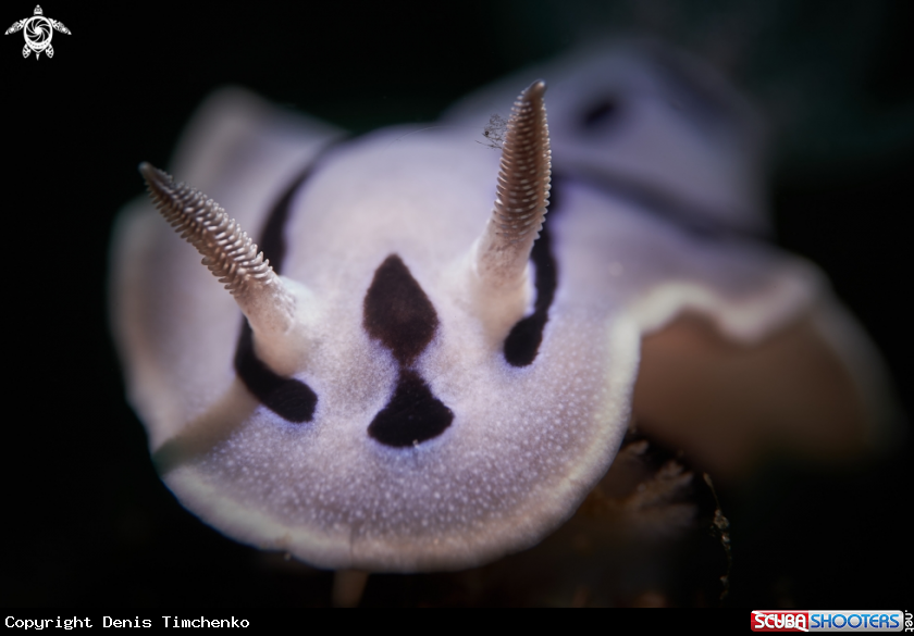 A NUDIBRANCH