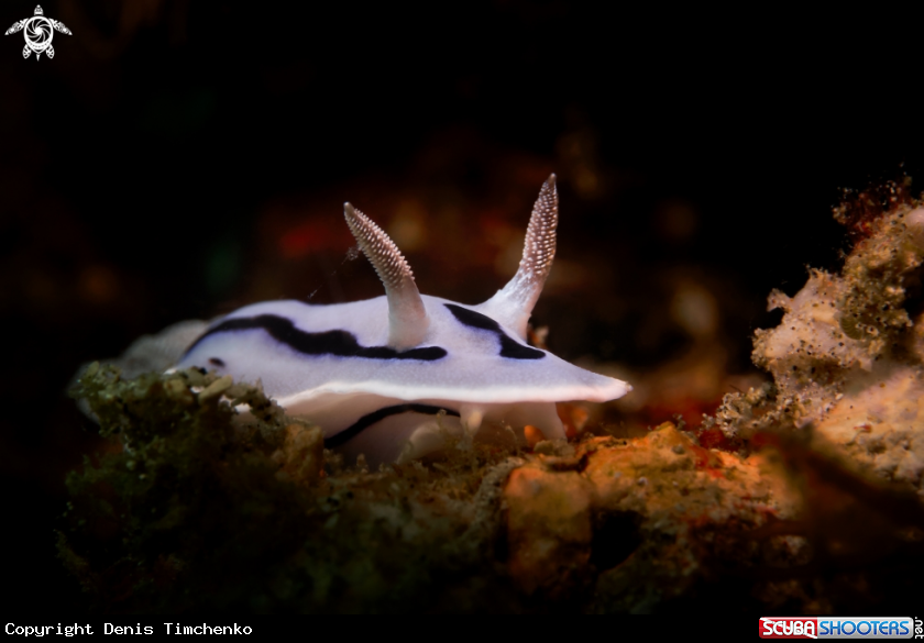 A NUDIBRANCH