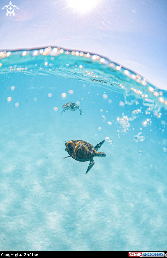 A Green sea turtle