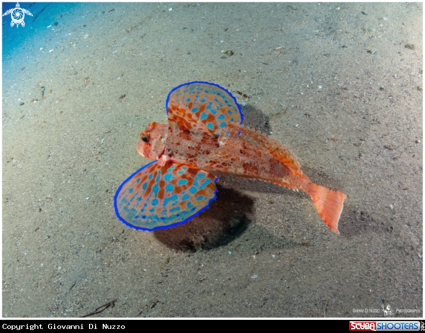A Gurnard fish