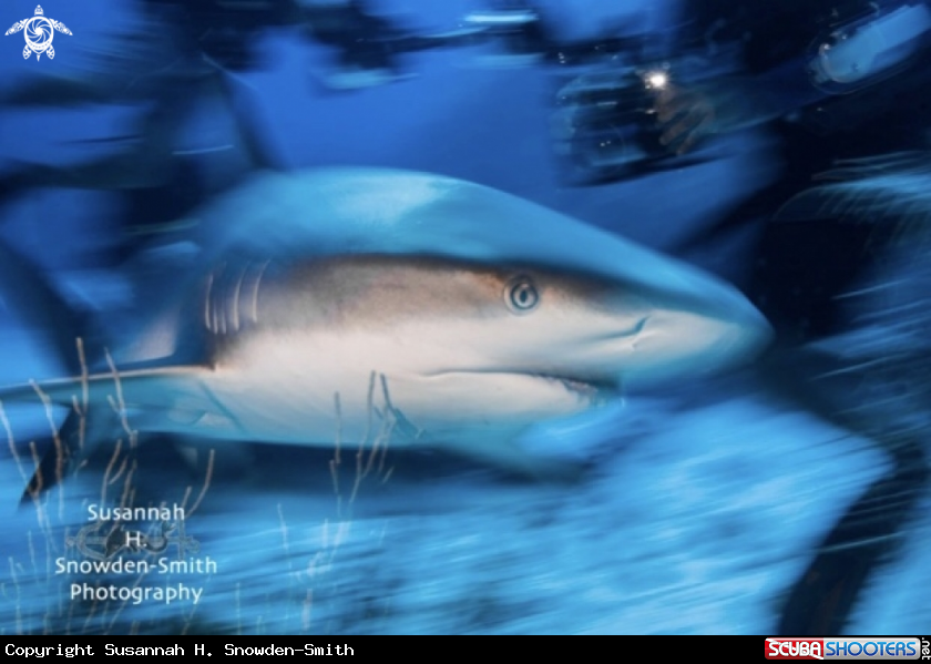 A Caribbean reef shark