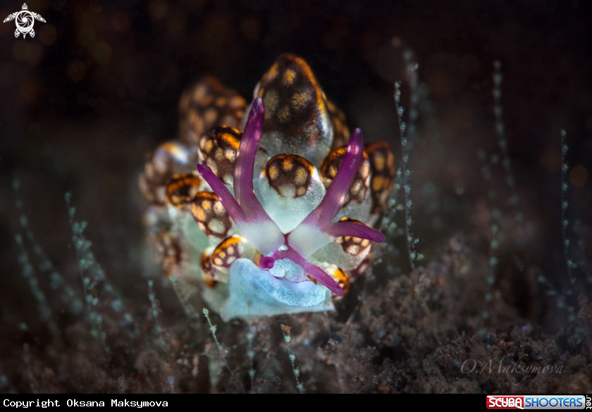 A Kikutaro’s Butterfly Slug (Cyerce kikutarobabai)
