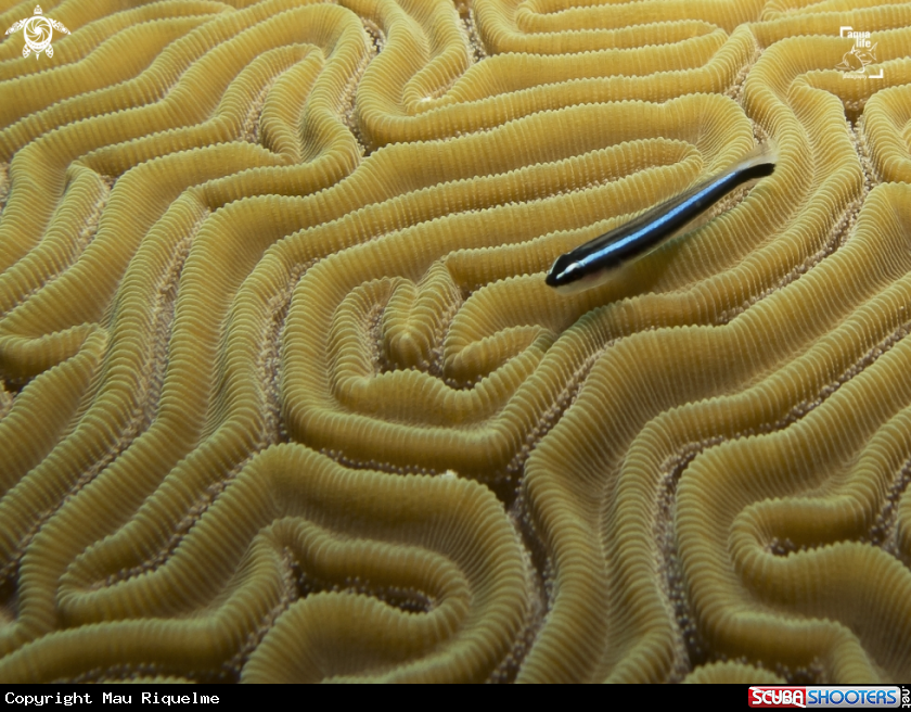 A Caribbean Neon Goby
