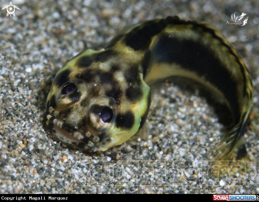 A Jawfish 