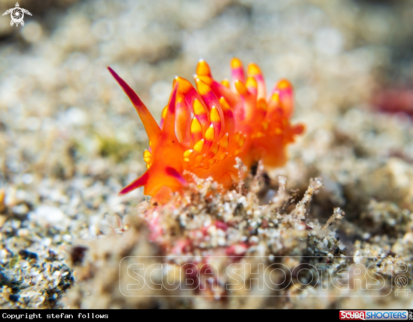 A Nudibranch