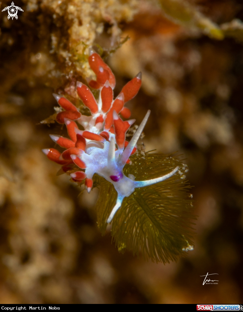 A Calmella gaditana