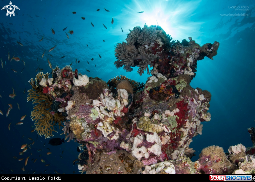 A Reef under the sun 
