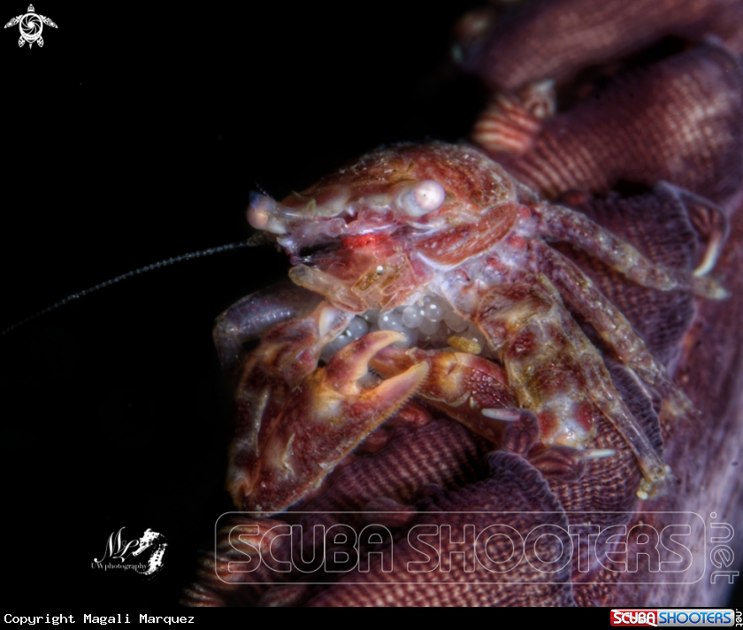A Fourlobed Porcelain Crabs 