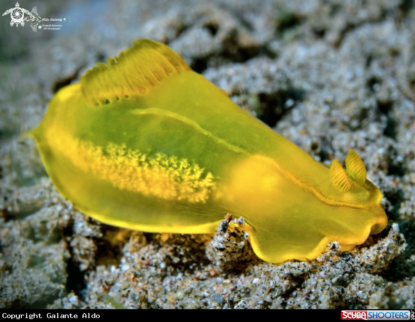 A Gymnodoris Nudibranch