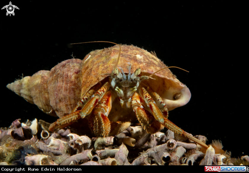 A Hermt crab