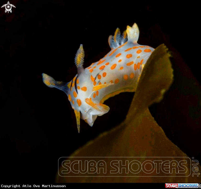 A Flabelina