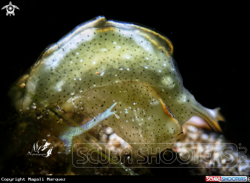 A Elysia Marginata