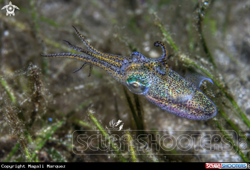 A Squid 
