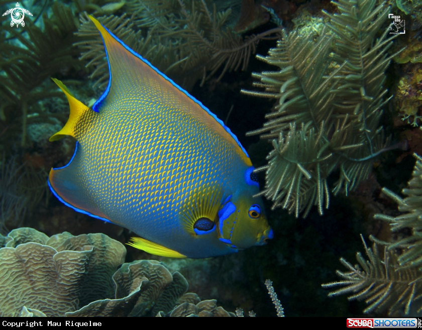 A Queen Angelfish