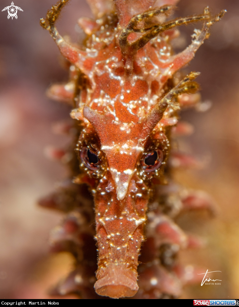 A Seahorse