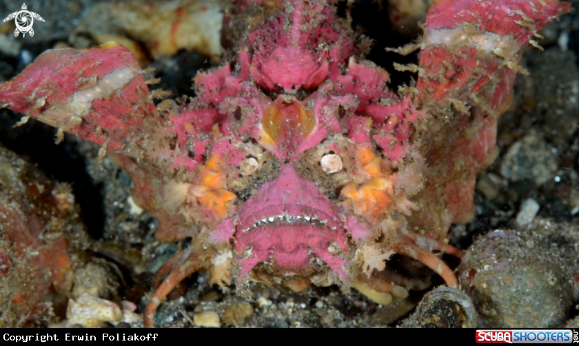 A devil scorpionfish