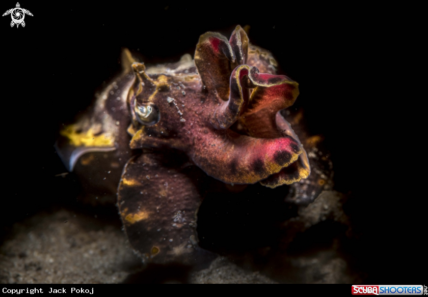A Flamboyant cuttlefish 
