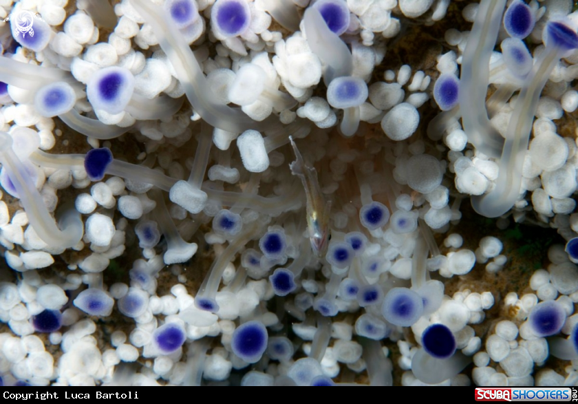 A underwater creature