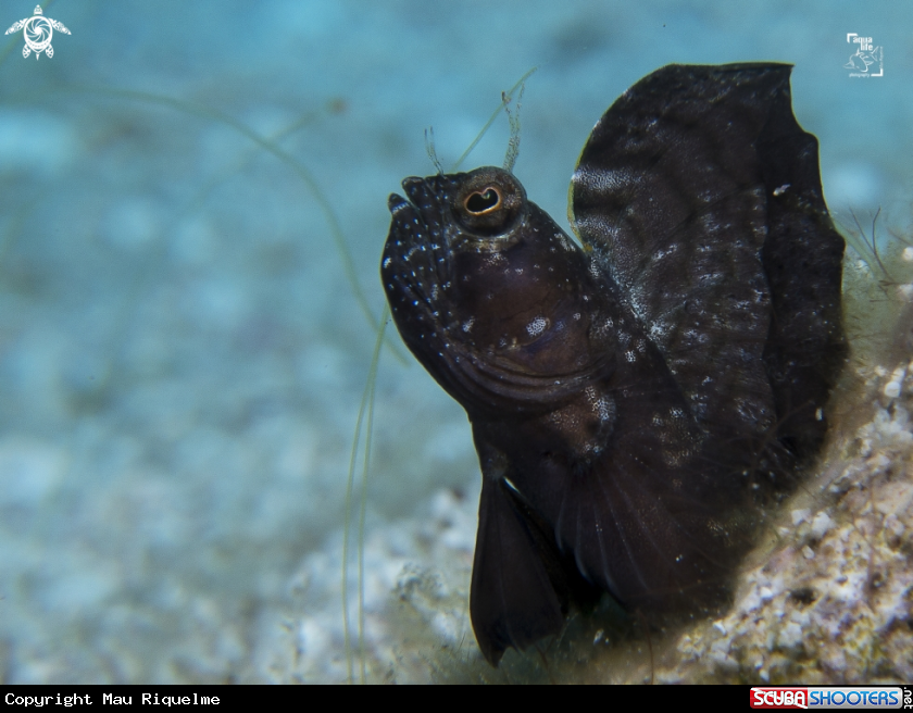 A Sailfin Blenny