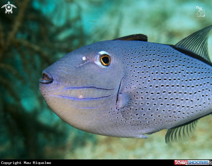 A Sargassum triggerfish