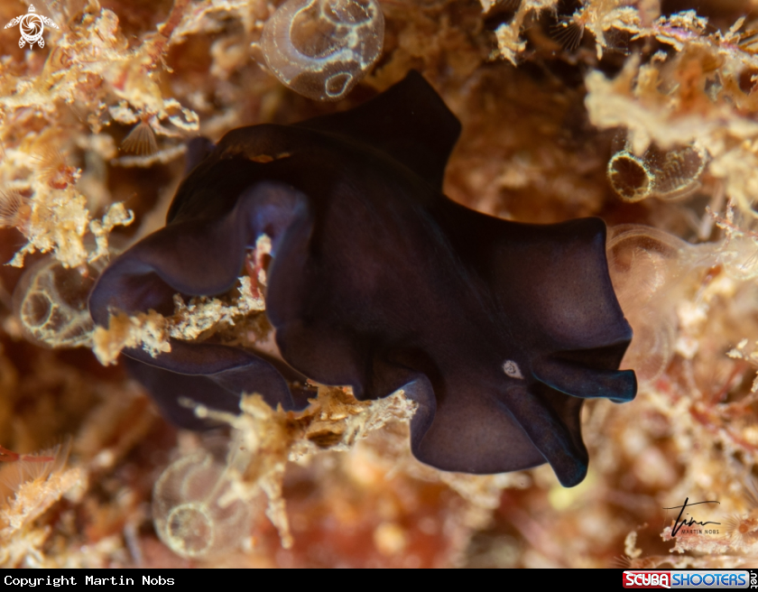 A Pseudoceros velutinus