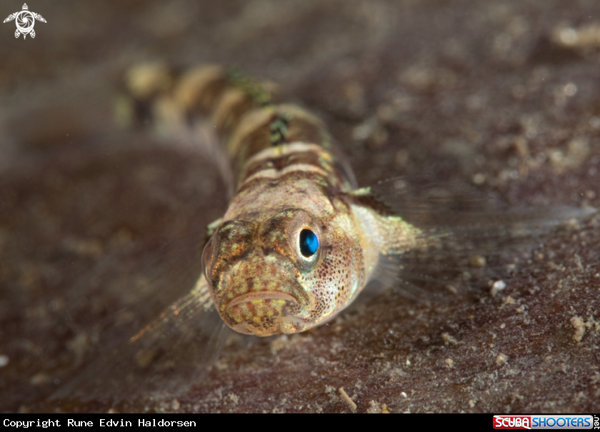 A Goby