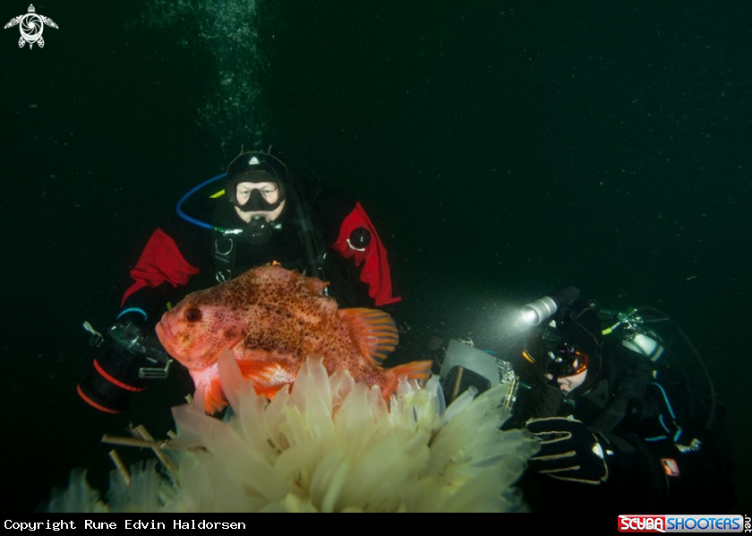 A Lumpsucker & Diver