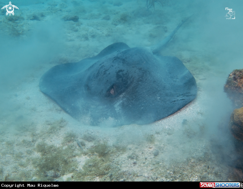A Caribbean Whiptail Stingray