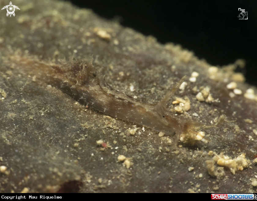 A Striated Seahare