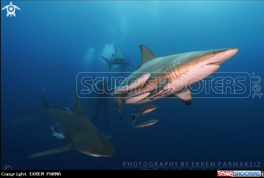 A Oceanic black tip