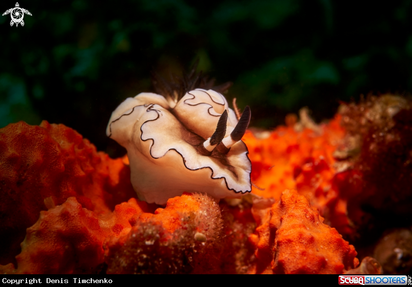A NUDIBRANCH