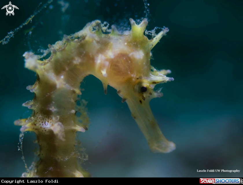 A Seahorse 
