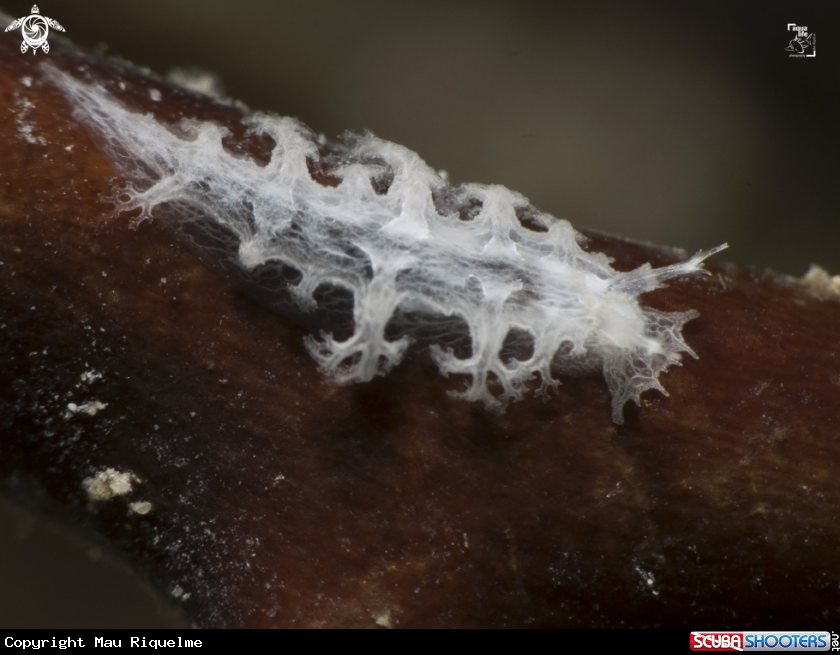 A Tufted Nudibranch