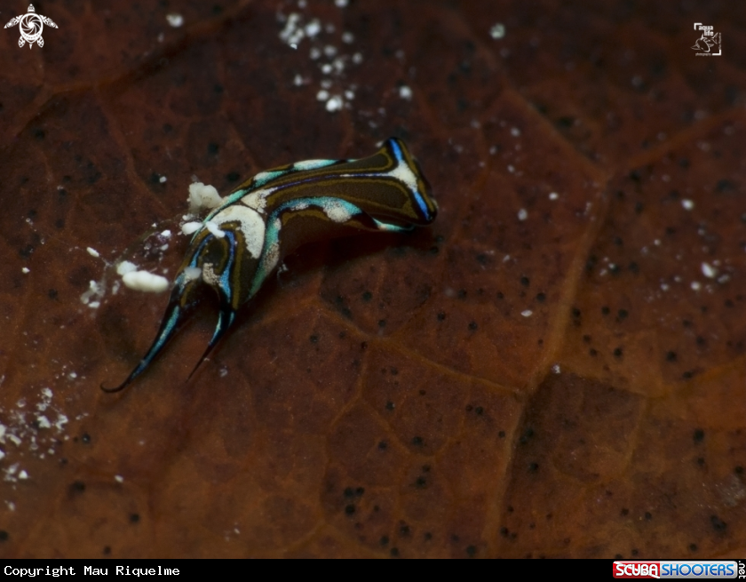 A Leech Aglaja