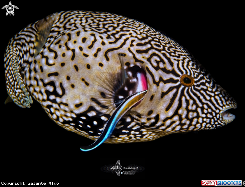 A Puffer Fish