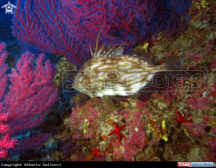 A Pesce San Pietro