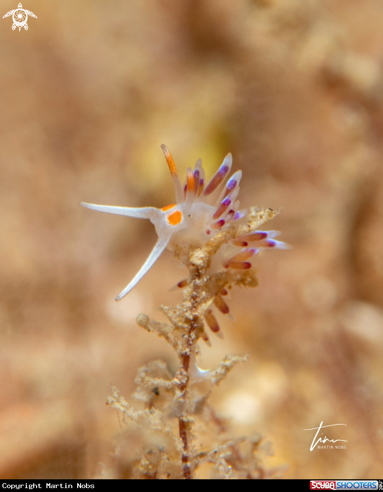 A Cratena peregrina