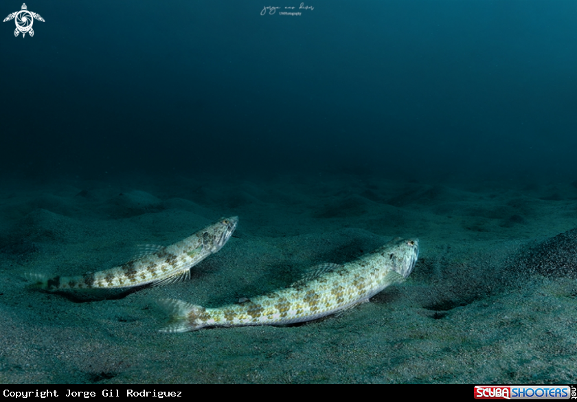 A Lizardfish