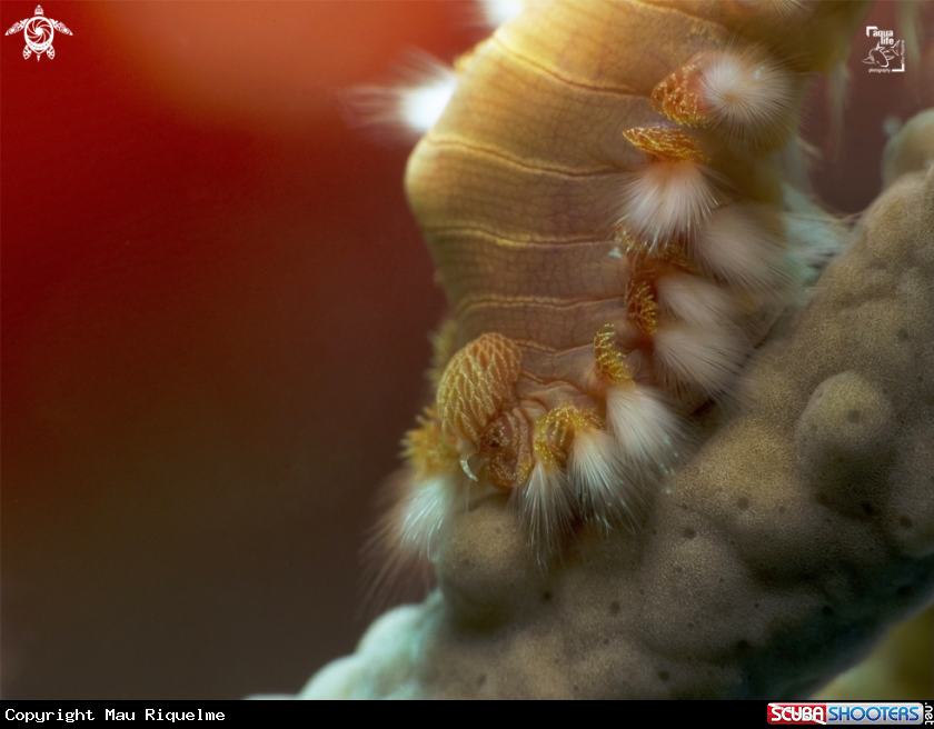 A Bearded Fireworm