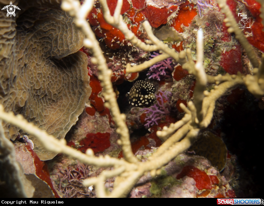A Juvenile Smooth Trunkfish