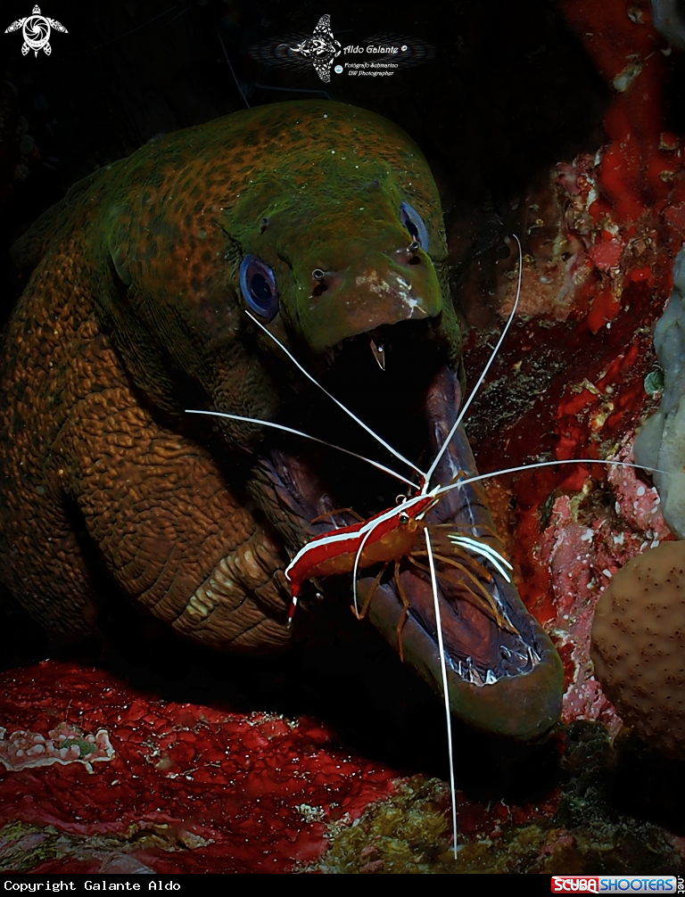A Moray Eel