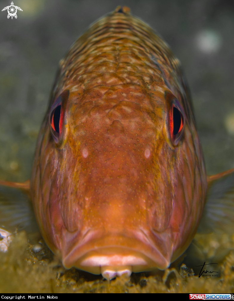 A Red Mullet