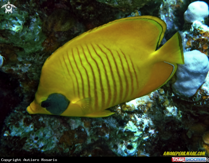 A  Pesce farfalla mascherato 
