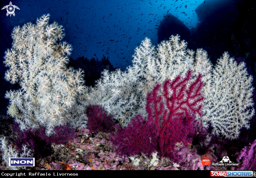A Medsea softcorals