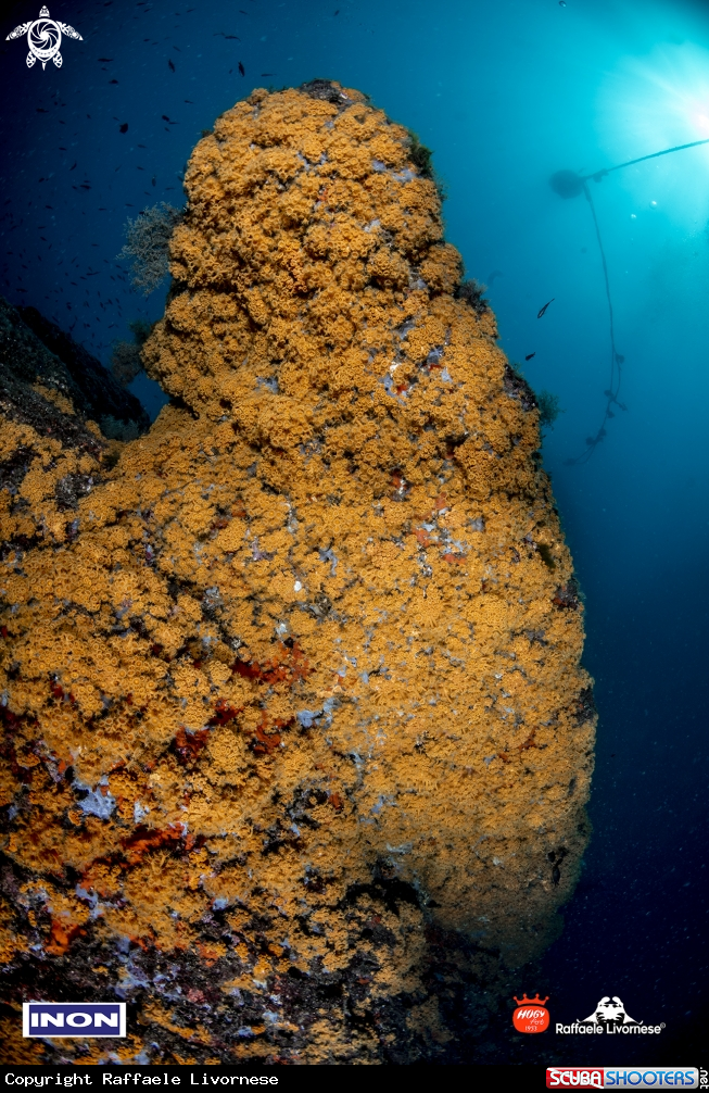 A Yellow softcorals