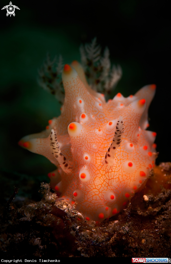 A NUDIBRANCH