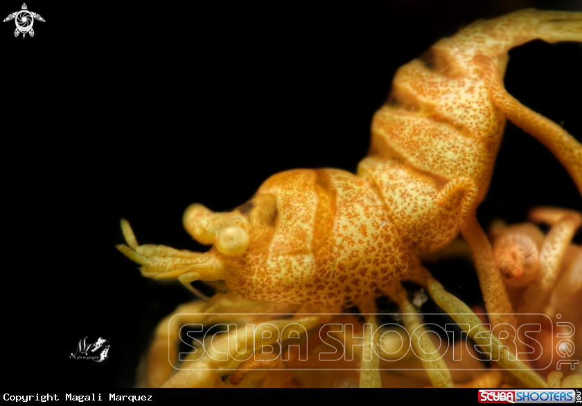 A Anker's whip coral Shrimp 