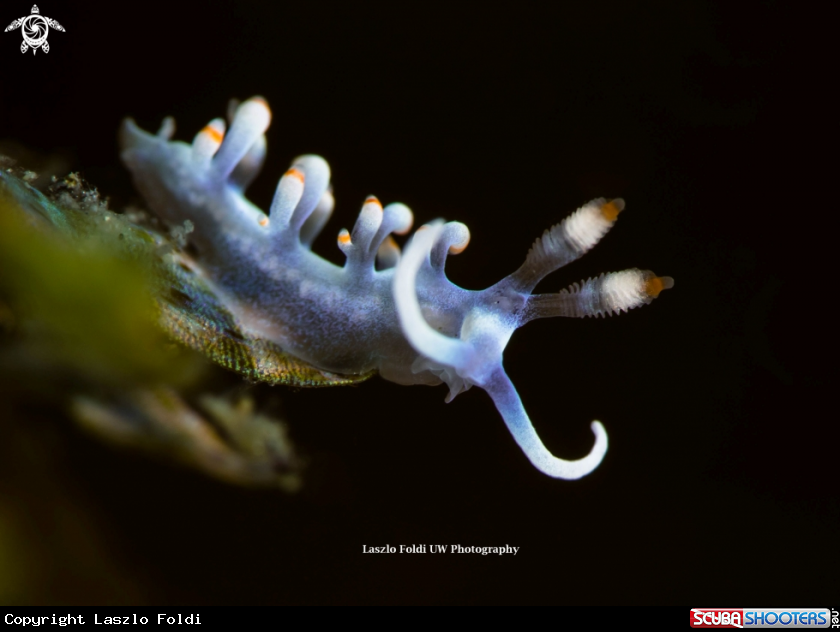 A Flabellina