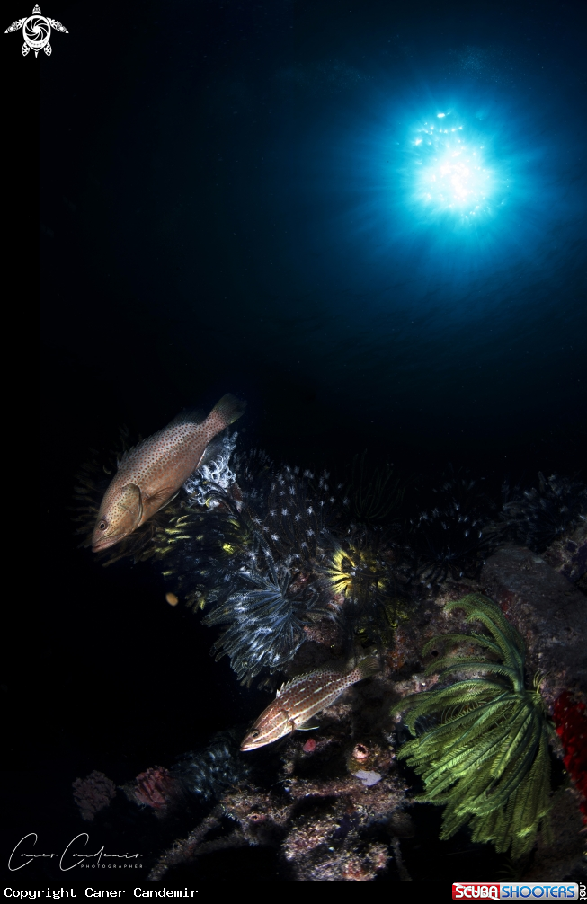 A Epinephelus analogus